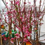 Broskyňa obyčajná (Prunus persica) ´REDHAVEN´ - stredne skorá, výška 150-180 cm, obvod kmeňa 4/6 cm, kont. C10L